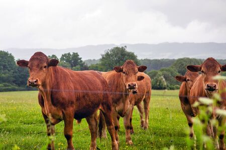 brown cows standing outdoors on green farmlandの写真素材