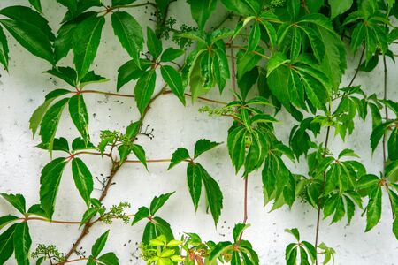 close-up of grey wall covered with green ivyの写真素材