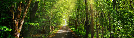 small road in the middle of green vibrant forest with sunraysの写真素材