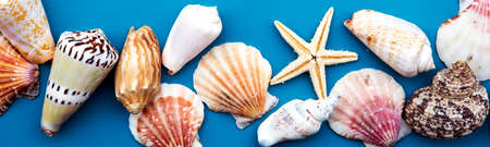 banner of colorful seashells on blue backgroundの写真素材