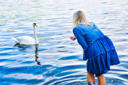 blond woman in a blue dress feeding a swan at lakeの写真素材