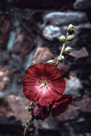 closeup of red hollyhocks in front of stone wallの写真素材