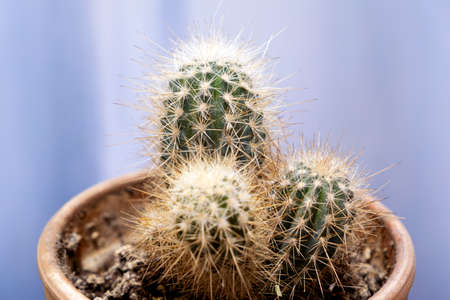 closeup of cactus in a pot on blue backgroundの写真素材