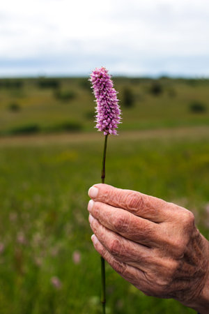 close-up of old woman's hand holding a wildflowerの写真素材