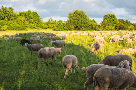 flock of sheep grazing in the field on sunny dayの写真素材