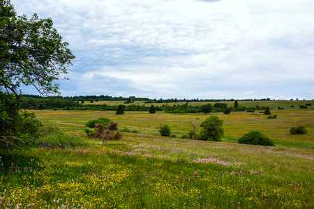 panoramic view of fields and meadow with wildflowersの写真素材