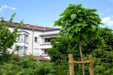 close-up of young tree fixed with rope in the garden