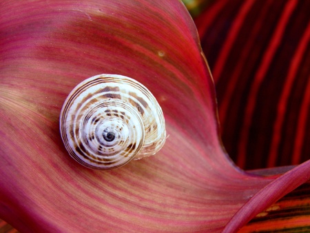 Macro image of snail on red lily leaf