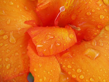 Macro image of raindrops on orange lily petalsの写真素材
