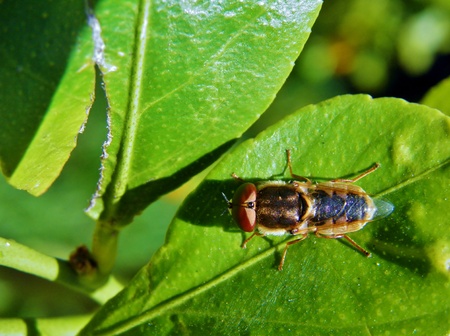 Macro image of hover fly on green leaf in sunlightの写真素材