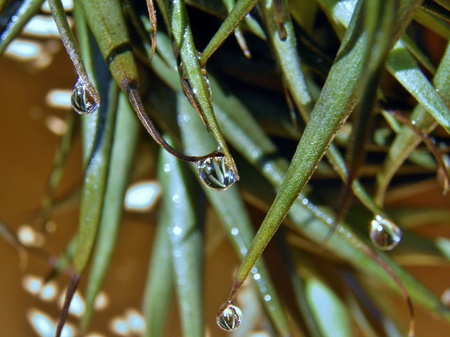 Macro image of Rain drop on Tillandsia bergeri leafの写真素材