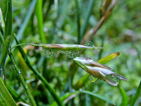 Macro image of Raindrops on grass after a spring rain showerの写真素材