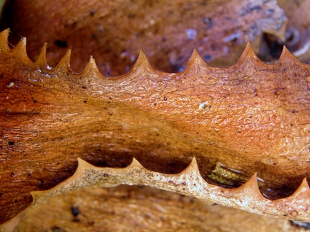 Macro image of  dry brown aloe vera leaf with teeth like thorns