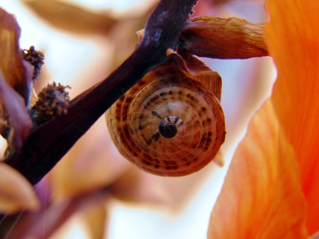 Macro image of snail on red lily leafの写真素材