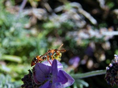 close up on social wasp on lavenderの写真素材