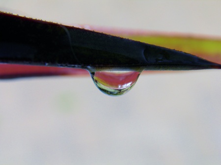 Macro image of Rain drop on leafの写真素材