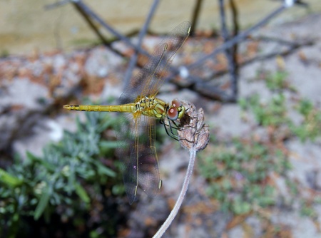 Close up of Dragonfly on dry Lavenderの写真素材