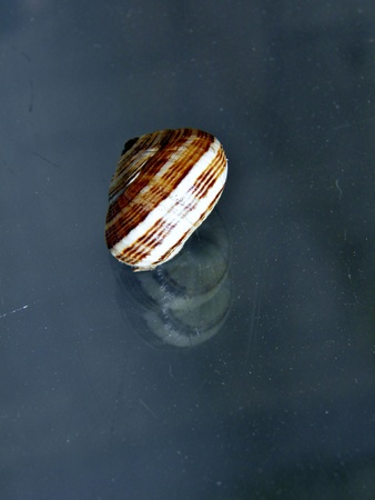 Macro image of snail on window pane in sunlightの写真素材