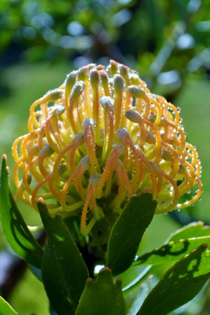 Close up of common pincushion blossom with raindropsの写真素材