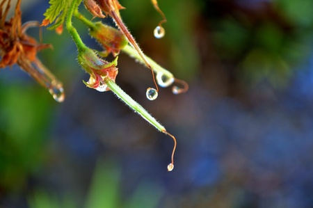 Macro of flower with water drops in bright sunlightの写真素材