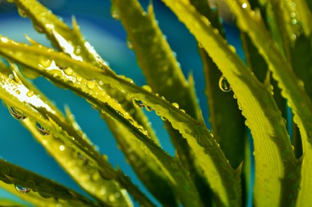 Close up of karoo cycad e lehmannii leaf with raindropの写真素材