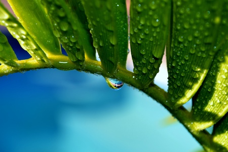 Close up of  karoo cycad e lehmannii leaf with raindropの写真素材