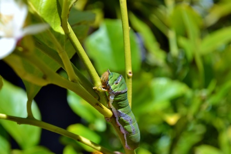 Makro image of big green caterpillar on plant leaf