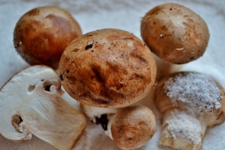 close up of fresh brown mushroomsの写真素材