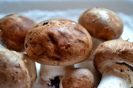 close up of fresh brown mushroomsの写真素材