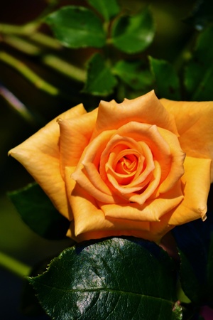 Close up of orange roseの写真素材