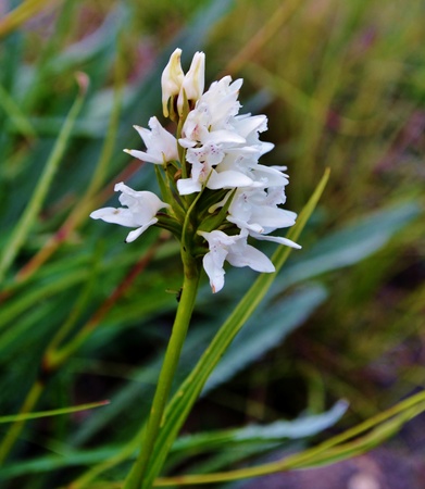 Close up of wild flower in the Drakensberg Mountainsの写真素材
