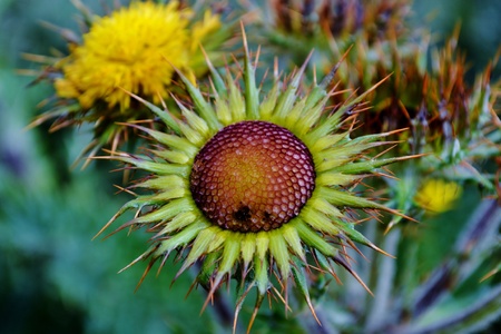 Close up of wild flower in the Drakensberg Mountainsの写真素材