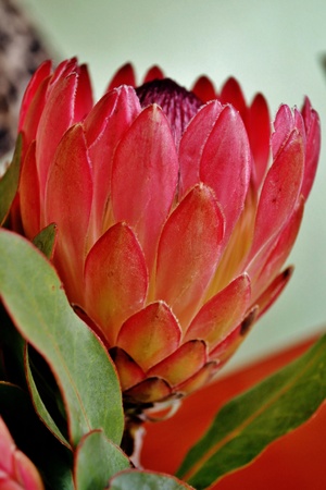 Close up of pink protea blossomの写真素材