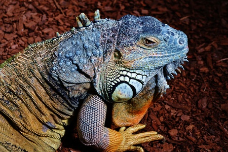 Close up of Iguana Lizardの写真素材