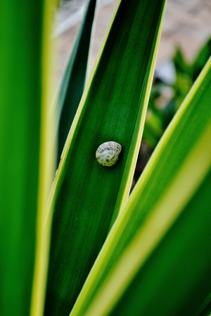 macro image of Snail on yuca leafの写真素材