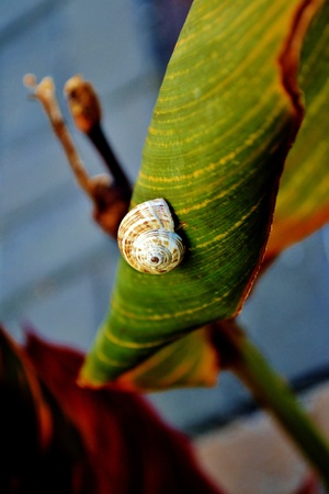 Close up of garden snail on plantの写真素材