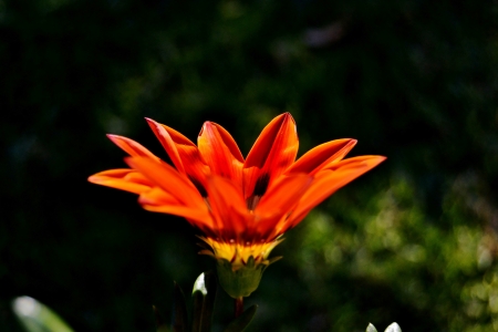 Close up of beautiful orange flower in bright sunlightの写真素材