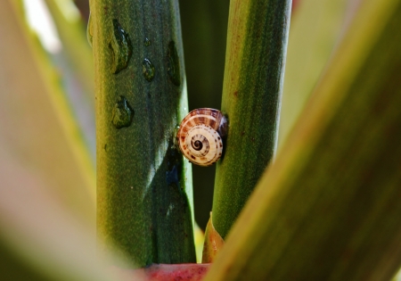 Close up of garden snail on plantの写真素材