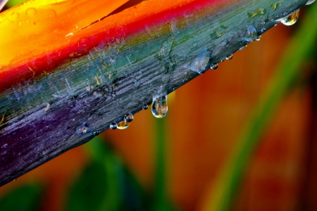 Close up of reginae strelitzia flower with raindropsの写真素材