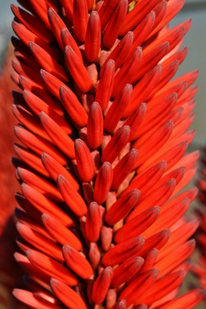 Close up of aloe vera blossom in sunlightの写真素材