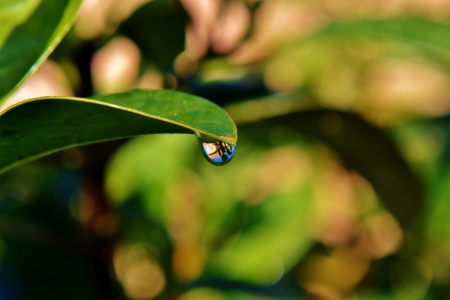 Close up of raindrops on green leafの写真素材