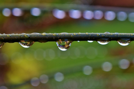 Macro image of raindrops on bamboo grassの写真素材