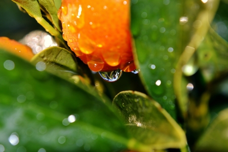 Macro Image of raindrop on kumquat orangeの写真素材