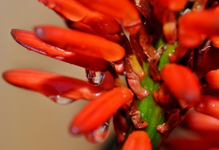 Close up of rain drop on aloe vera blossomの写真素材
