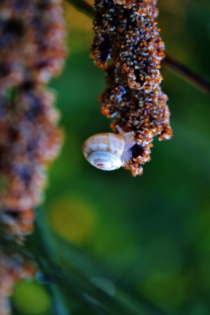 Macro image of snail on bamboo grassの写真素材