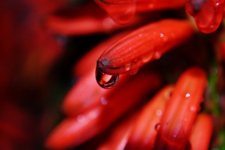 Close up of rain drop on aloe vera blossomの写真素材