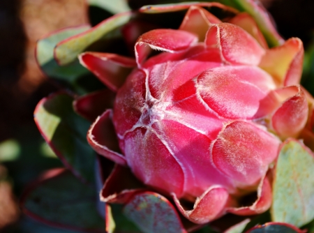 Close up of  beautiful protea blossom