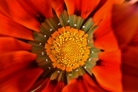 Close up of beautiful orange Gazania flower in bright sunlightの写真素材