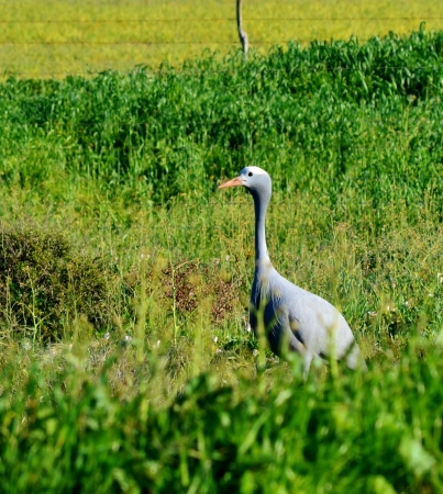 Blue Crane bird on rural green graslandの写真素材
