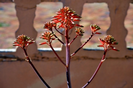 Close up of Aloe striata flower in sunlightの写真素材